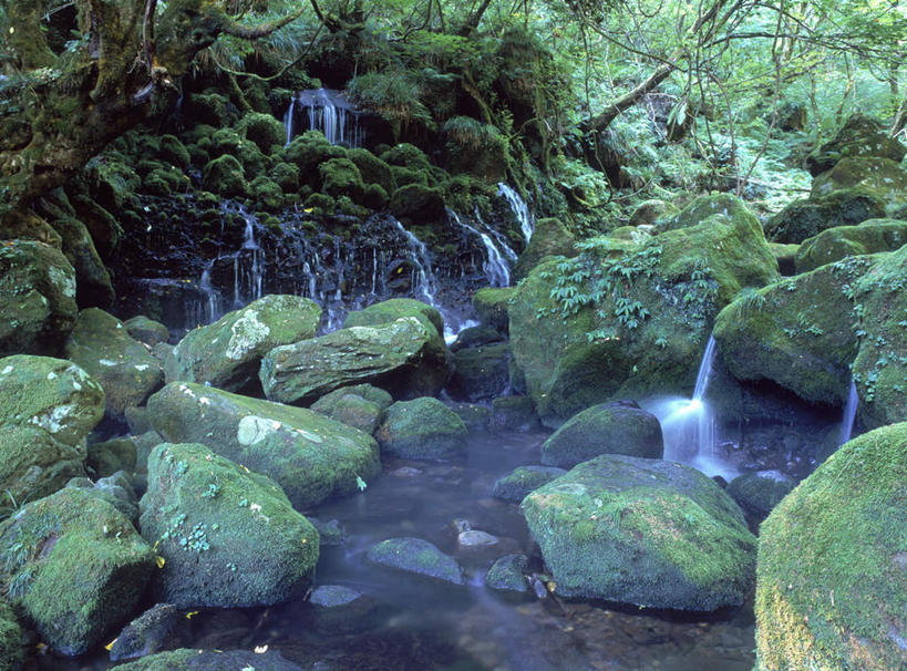 无人,横图,室外,白天,正面,旅游,度假,石头,美景,森林,树林,植物,秋田县,日本,亚洲,石子,景观,娱乐,树,树木,绿色,自然,享受,休闲,景色,放松,生长,成长,自然风光,东亚,本州,本州岛,日本国,秋田,东北地方,石块,岩石,彩图