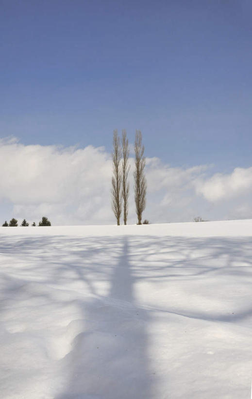 无人,竖图,室外,白天,仰视,旅游,度假,美景,树林,雪,植物,大雪,北海道,日本,亚洲,脚印,地平线,积雪,景观,雪景,云,云朵,冬季,冬天,辽阔,地面,云彩,娱乐,树,树木,蓝色,绿色,白云,蓝天,天空,自然,天,享受,休闲,广阔,景色,放松,寒冷,生长,成长,一望无际,自然风光,延伸,东亚,日本国,天地相交,北海道地方,北海道岛,严寒,无边无际,一马平川,彩图,低角度拍摄