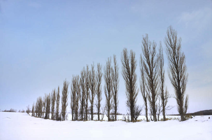 无人,横图,室外,白天,仰视,旅游,度假,美景,树林,雪,植物,大雪,北海道,日本,亚洲,一排,脚印,整齐,积雪,景观,雪景,云,云朵,冬季,冬天,云彩,娱乐,树,树木,排列,蓝色,绿色,白云,蓝天,天空,自然,天,享受,休闲,景色,放松,寒冷,生长,成长,队列,自然风光,东亚,日本国,北海道地方,北海道岛,严寒,彩图,低角度拍摄