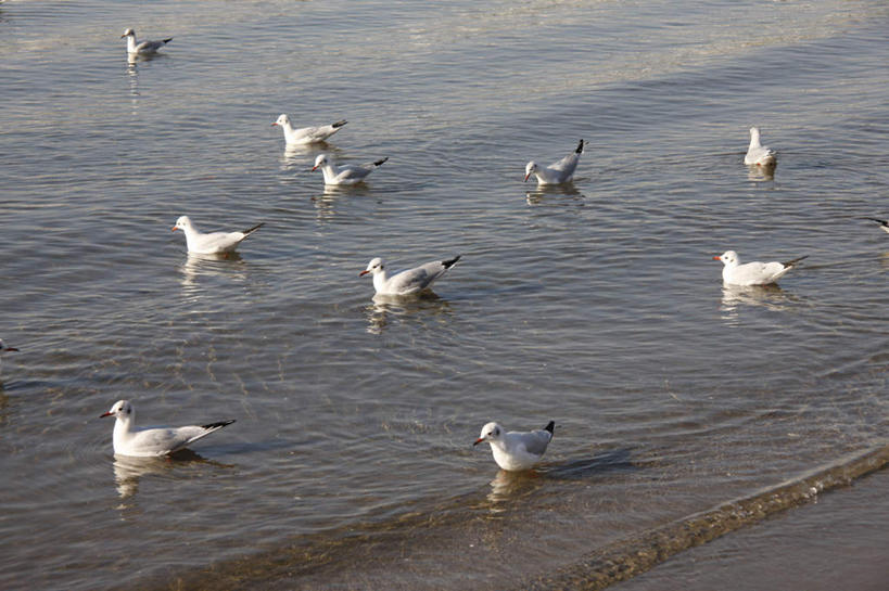 无人,横图,俯视,室外,白天,旅游,度假,河流,美景,水,海鸥,野生动物,东京,日本,亚洲,许多,阴影,漂浮,光线,影子,河水,景观,水流,娱乐,阳光,自然,动物,享受,休闲,景色,放松,可爱,活泼,自然风光,东亚,本州,关东地方,本州岛,日本国,东京都,彩图,高角度拍摄,全身