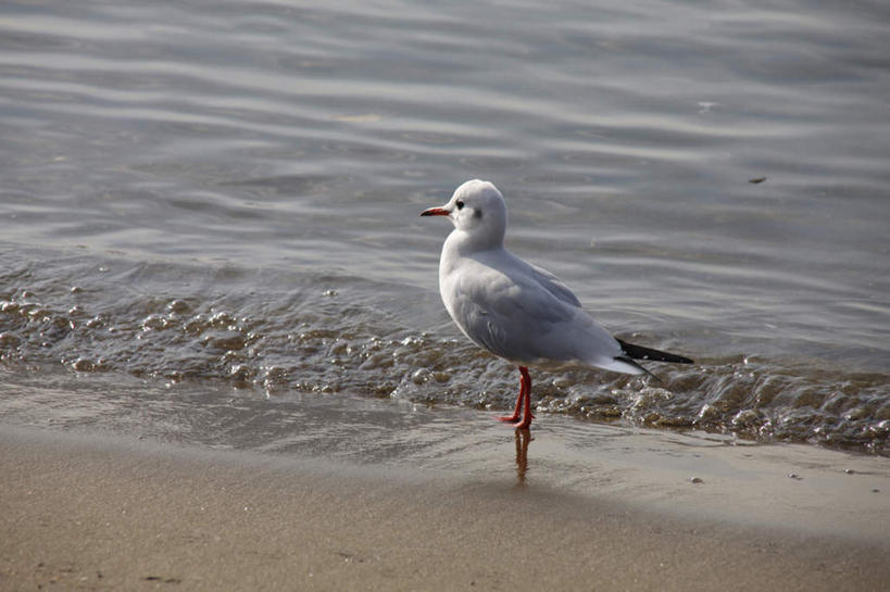 无人,站,横图,俯视,室外,白天,旅游,度假,海浪,海洋,美景,沙滩,海鸟,海鸥,鸟,东京,日本,亚洲,阴影,光线,鸟类,沙子,影子,海岸,景观,浪花,沙地,注视,娱乐,一只,阳光,自然,海水,观察,看,站着,享受,休闲,景色,放松,观看,察看,关注,自然风光,海景,东亚,本州,关东地方,本州岛,日本国,东京都,大海,风浪,海,海水的波动,海滩,近岸浪,涌浪,站立,彩图,高角度拍摄,全身