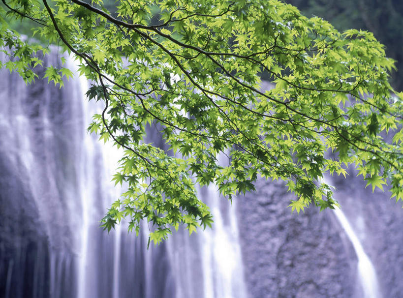 无人,横图,室外,白天,正面,旅游,度假,美景,瀑布,森林,树林,水,植物,叶子,日本,亚洲,飞溅,溅,液体,景观,水滴,绿叶,娱乐,水珠,树,树木,树枝,绿色,自然,享受,休闲,嫩叶,景色,放松,生长,成长,喷洒,自然风光,东亚,本州,本州岛,日本国,东北地方,福岛,福岛县,叶,叶片,跌水,彩图