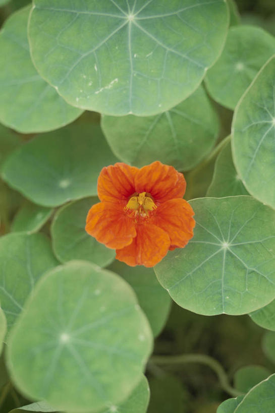 无人,竖图,俯视,室外,特写,白天,旅游,度假,美景,植物,叶子,盛开,景观,绿叶,娱乐,花,花瓣,花朵,花卉,鲜花,一朵,自然,花蕊,享受,休闲,橙色,嫩叶,景色,放松,自然风光,叶,叶片,彩图,高角度拍摄