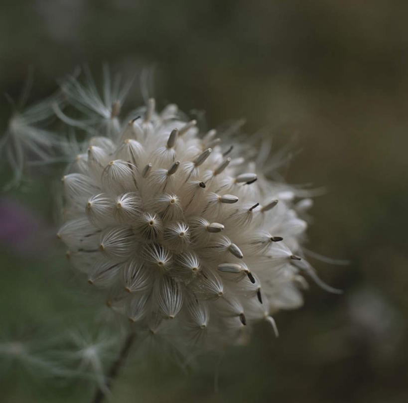 无人,横图,室外,特写,白天,正面,旅游,度假,美景,植物,东京,日本,亚洲,朦胧,模糊,盛开,景观,草药,药草,娱乐,中药,花,花瓣,花朵,花卉,鲜花,一朵,白色,自然,花蕊,享受,休闲,蓟,景色,放松,自然风光,药材,中草药,东亚,中药材,本草,大蓟,本州,关东地方,本州岛,日本国,东京都,刺蓟,山萝卜,彩图