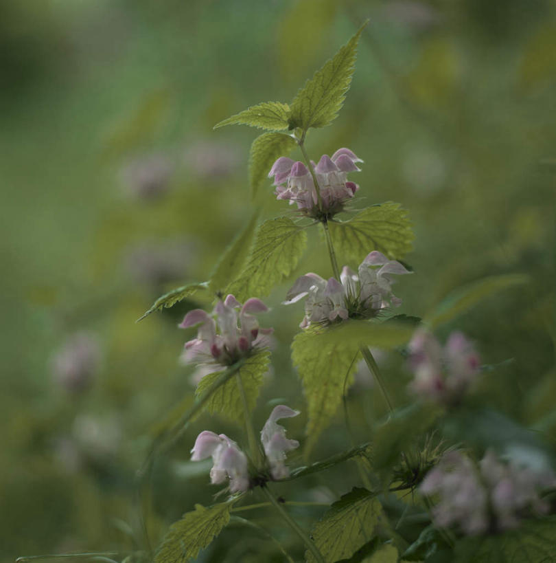 无人,竖图,室外,特写,白天,正面,旅游,度假,美景,植物,叶子,许多,朦胧,模糊,盛开,景观,绿叶,娱乐,花,花瓣,花朵,花卉,鲜花,白色,自然,花蕊,享受,休闲,嫩叶,景色,放松,自然风光,白花菜,叶,叶片,彩图
