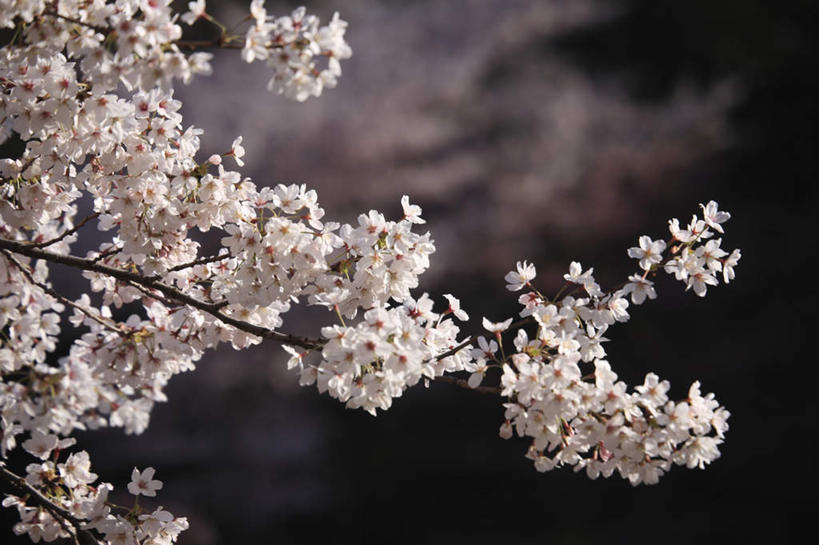 无人,横图,室外,特写,白天,仰视,旅游,度假,美景,植物,樱花,东京,日本,亚洲,许多,朦胧,模糊,盛开,景观,娱乐,花,花瓣,花朵,花卉,鲜花,白色,自然,花蕊,享受,休闲,景色,放松,自然风光,东亚,本州,关东地方,本州岛,日本国,东京都,仙樱花,福岛樱,青肤樱,荆桃,彩图,低角度拍摄