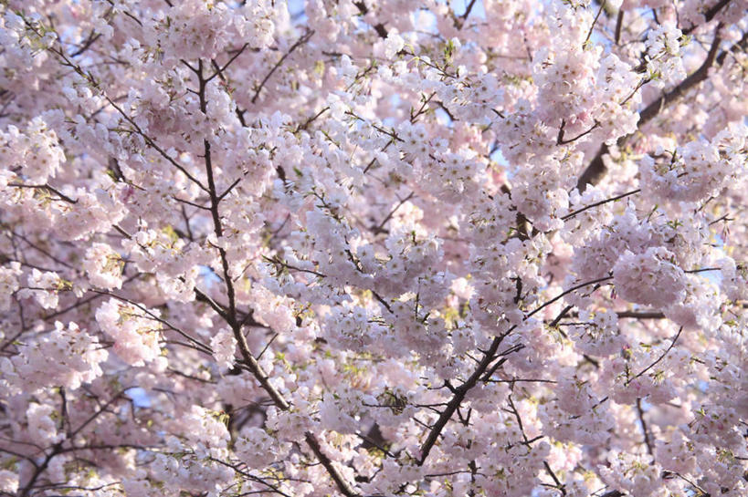 无人,横图,室外,特写,白天,仰视,旅游,度假,美景,植物,樱花,东京,日本,亚洲,许多,朦胧,模糊,盛开,景观,娱乐,花,花瓣,花朵,花卉,鲜花,白色,自然,花蕊,享受,休闲,景色,放松,自然风光,东亚,本州,关东地方,本州岛,日本国,东京都,仙樱花,福岛樱,青肤樱,荆桃,彩图,低角度拍摄