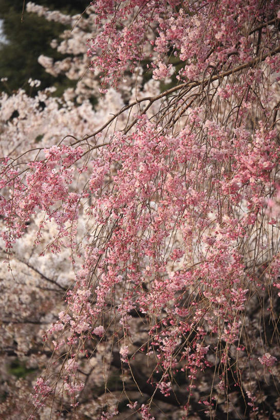 无人,竖图,室外,特写,白天,仰视,旅游,度假,美景,植物,樱花,东京,日本,亚洲,许多,朦胧,模糊,盛开,景观,娱乐,花,花瓣,花朵,花卉,鲜花,粉色,白色,自然,花蕊,享受,休闲,景色,放松,自然风光,东亚,本州,关东地方,本州岛,日本国,东京都,仙樱花,福岛樱,青肤樱,荆桃,彩图,低角度拍摄