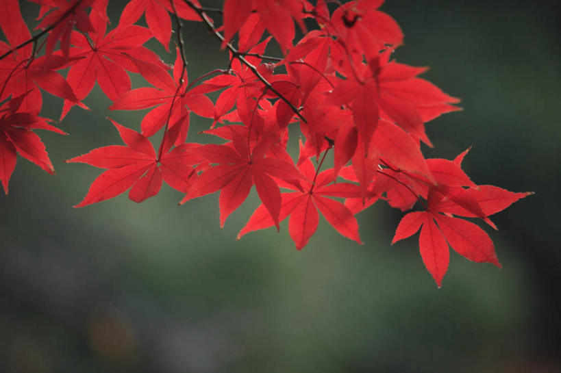 无人,横图,室外,特写,白天,仰视,旅游,度假,美景,秋季,植物,枫树,叶子,东京,日本,亚洲,朦胧,模糊,景观,枫叶,娱乐,树,树木,树枝,红色,绿色,自然,享受,休闲,景色,放松,生长,成长,枫树叶,自然风光,东亚,本州,关东地方,本州岛,日本国,东京都,叶,叶片,秋,秋天,彩图,低角度拍摄