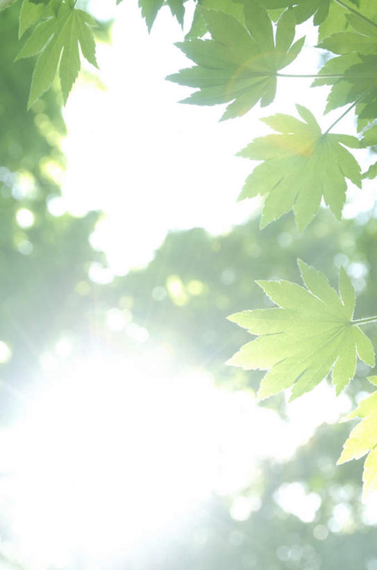 无人,竖图,室外,白天,仰视,旅游,度假,美景,植物,叶子,神奈川,日本,亚洲,阴影,光线,影子,景观,绿叶,神奈川县,娱乐,树,树木,绿色,阳光,自然,享受,休闲,嫩叶,景色,放松,生长,成长,自然风光,东亚,本州,关东地方,本州岛,日本国,槭树,鸡爪槭,叶,叶片,鸡爪枫,彩图,低角度拍摄