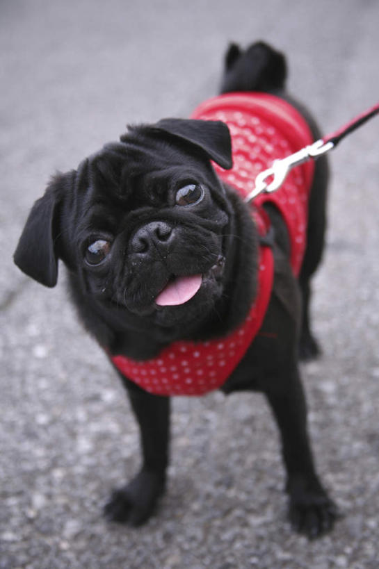 脸,头,脸颊,无人,站,竖图,俯视,室外,特写,白天,宠物,狗,一条,注视,吐舌头,黑色,动物,绳子,观察,看,伸舌头,站着,鬼脸,吐舌,可爱,哈巴狗,观看,绳索,察看,关注,狗链,忠诚,巴哥,巴哥犬,头部,脸部,脸蛋,面部,项圈,犬,站立,彩图,高角度拍摄,全身