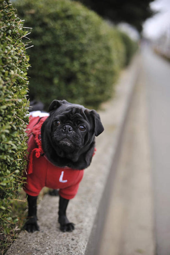 无人,站,竖图,室外,白天,正面,美景,植物,道路,路,公路,宠物,狗,一条,服装,环保,朦胧,模糊,景观,防护,交通,注视,树,树木,衣服,红色,绿色,黑色,自然,动物,观察,看,站着,景色,可爱,服饰,哈巴狗,生长,成长,观看,察看,关注,美好,美妙,自然风光,间隔,忠诚,美观,雅观,巴哥,巴哥犬,绿篱,生篱,树篱,植篱,马路,犬,站立,彩图,全身