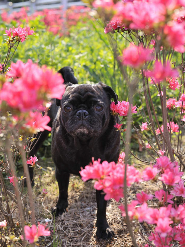 无人,站,竖图,俯视,室外,白天,花海,花圃,美景,植物,宠物,狗,叶子,一条,许多,朦胧,模糊,盛开,景观,绿叶,花蕾,注视,花,花瓣,花朵,花卉,鲜花,红色,绿色,黑色,自然,动物,花丛,花田,花苞,花蕊,观察,看,站着,嫩叶,景色,可爱,哈巴狗,生长,成长,观看,察看,关注,自然风光,忠诚,巴哥,巴哥犬,叶,叶片,犬,站立,彩图,高角度拍摄,全身