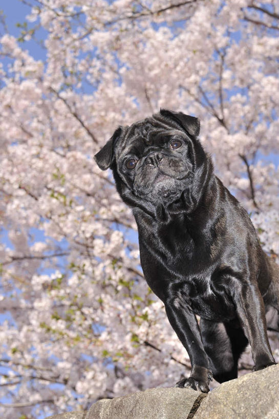 无人,站,竖图,室外,白天,仰视,植物,樱花,宠物,狗,一条,许多,阴影,朦胧,模糊,盛开,光线,影子,花蕾,注视,花,花瓣,花朵,鲜花,树,树木,粉色,绿色,黑色,阳光,自然,动物,花苞,花蕊,观察,看,站着,可爱,哈巴狗,生长,成长,观看,察看,关注,忠诚,仙樱花,福岛樱,青肤樱,巴哥,巴哥犬,犬,荆桃,站立,半身,彩图,低角度拍摄