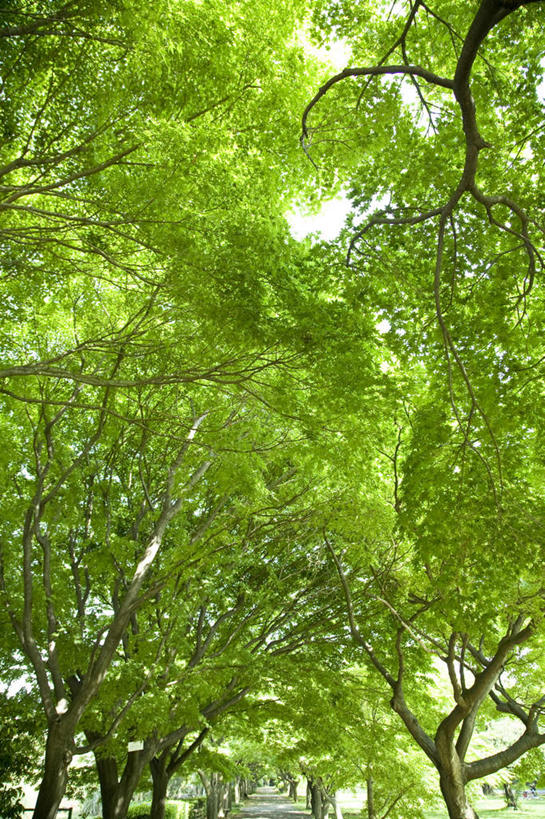 无人,竖图,室外,白天,仰视,旅游,度假,美景,植物,叶子,东京,日本,亚洲,景观,云,云朵,绿叶,云彩,娱乐,树,树木,蓝色,绿色,白云,蓝天,天空,自然,天,享受,休闲,嫩叶,景色,放松,生长,成长,自然风光,东亚,本州,关东地方,本州岛,日本国,东京都,叶,叶片,彩图,低角度拍摄