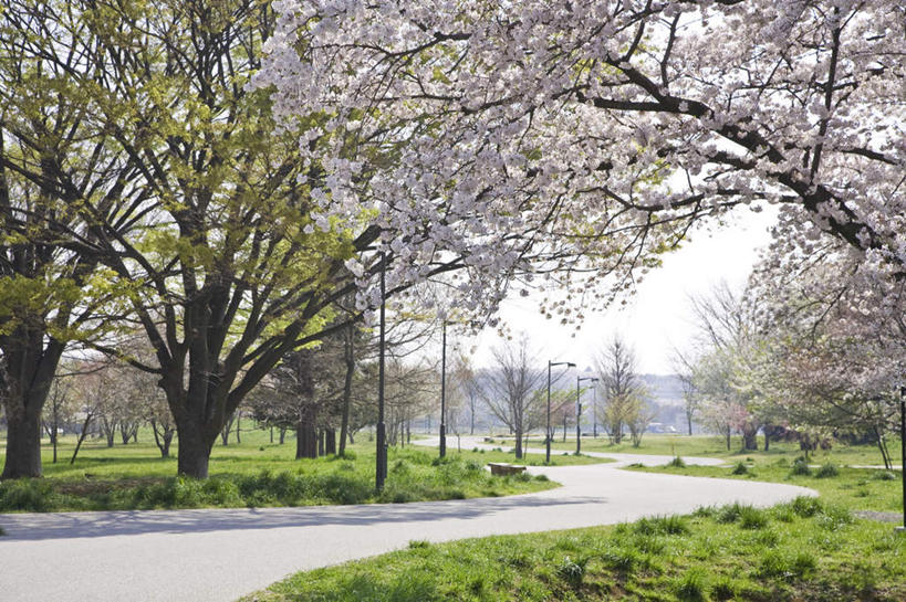 无人,横图,室外,白天,正面,旅游,度假,草地,草坪,美景,植物,道路,路,樱花,东京,日本,亚洲,许多,阴影,盛开,光线,影子,景观,小路,交通,花蕾,娱乐,草,花,花瓣,花朵,鲜花,树,树木,粉色,绿色,阳光,自然,花苞,花蕊,享受,休闲,景色,放松,生长,成长,自然风光,东亚,本州,关东地方,本州岛,日本国,东京都,仙樱花,福岛樱,青肤樱,荆桃,彩图