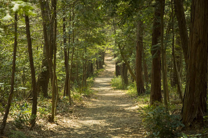 无人,横图,室外,白天,正面,旅游,度假,草地,草坪,美景,植物,道路,路,东京,日本,亚洲,阴影,光线,影子,景观,小路,交通,娱乐,草,树,树木,绿色,阳光,自然,享受,休闲,景色,放松,生长,成长,自然风光,东亚,本州,关东地方,本州岛,日本国,东京都,彩图