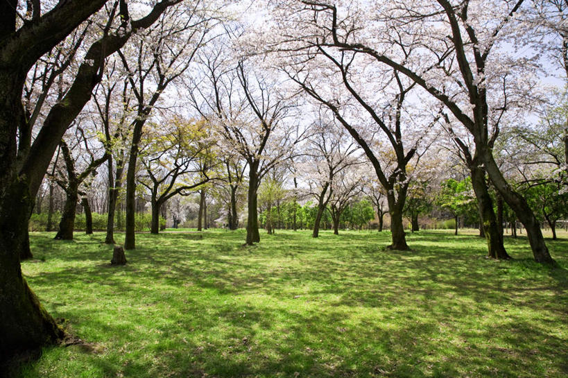 无人,横图,室外,白天,正面,旅游,度假,草地,草坪,美景,植物,樱花,东京,日本,亚洲,许多,阴影,盛开,光线,影子,景观,花蕾,娱乐,草,花,花瓣,花朵,鲜花,树,树木,粉色,绿色,阳光,自然,花苞,花蕊,享受,休闲,景色,放松,生长,成长,自然风光,东亚,本州,关东地方,本州岛,日本国,东京都,仙樱花,福岛樱,青肤樱,荆桃,彩图