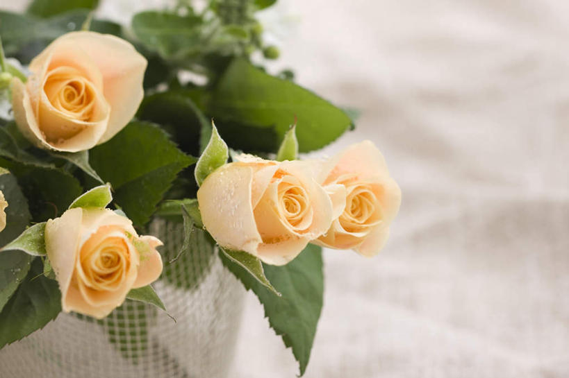 无人,横图,俯视,室内,特写,白天,爱情,幸福,纯洁,热情,美景,植物,玫瑰,叶子,四朵,朦胧,模糊,盛开,景观,绿叶,玫瑰花,浪漫,花,花瓣,花朵,花卉,鲜花,自然,花蕊,温暖,温馨,橙色,嫩叶,景色,恩爱,摄影,影棚,和睦,自然风光,感动,尊敬,天真,刺玫花,徘徊花,叶,叶片,彩图,高角度拍摄,影棚拍摄,拍摄,融洽