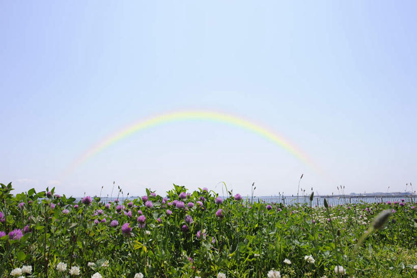 无人,横图,室外,白天,正面,旅游,度假,彩虹,花海,花圃,美景,植物,叶子,东京,日本,亚洲,许多,阴影,盛开,光线,影子,景观,云,云朵,绿叶,花蕾,云彩,娱乐,花,花瓣,花朵,花卉,鲜花,蓝色,绿色,紫色,白色,白云,蓝天,天空,阳光,自然,花丛,花田,天,花苞,花蕊,享受,休闲,嫩叶,景色,放松,生长,成长,自然风光,东亚,本州,关东地方,本州岛,日本国,东京都,叶,叶片,虹,虹桥,七彩虹,天虹,彩图