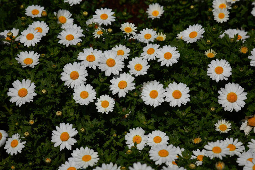 无人,横图,俯视,室外,特写,白天,爱情,旅游,度假,花海,花圃,美景,植物,叶子,东京,日本,亚洲,许多,盛开,景观,绿叶,花蕾,娱乐,花,花瓣,花朵,花卉,鲜花,绿色,白色,自然,花丛,花田,花苞,花蕊,享受,休闲,嫩叶,菊花,景色,放松,生长,成长,吉祥,自然风光,东亚,本州,关东地方,本州岛,日本国,东京都,高洁,长寿,怀恋,清净,真情,寿客,秋菊,叶,叶片,彩图,高角度拍摄