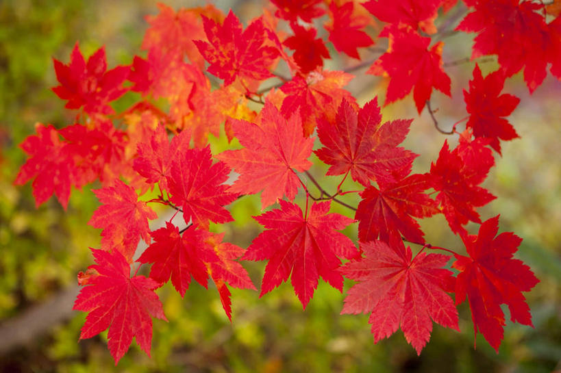 无人,横图,室外,特写,白天,仰视,旅游,度假,美景,秋季,植物,叶子,日本,亚洲,许多,朦胧,模糊,景观,枫叶,娱乐,树,树木,黄色,红色,自然,享受,休闲,景色,放松,生长,成长,枫树叶,自然风光,东亚,本州,本州岛,日本国,青森,青森县,东北地方,叶,叶片,秋,秋天,彩图,低角度拍摄