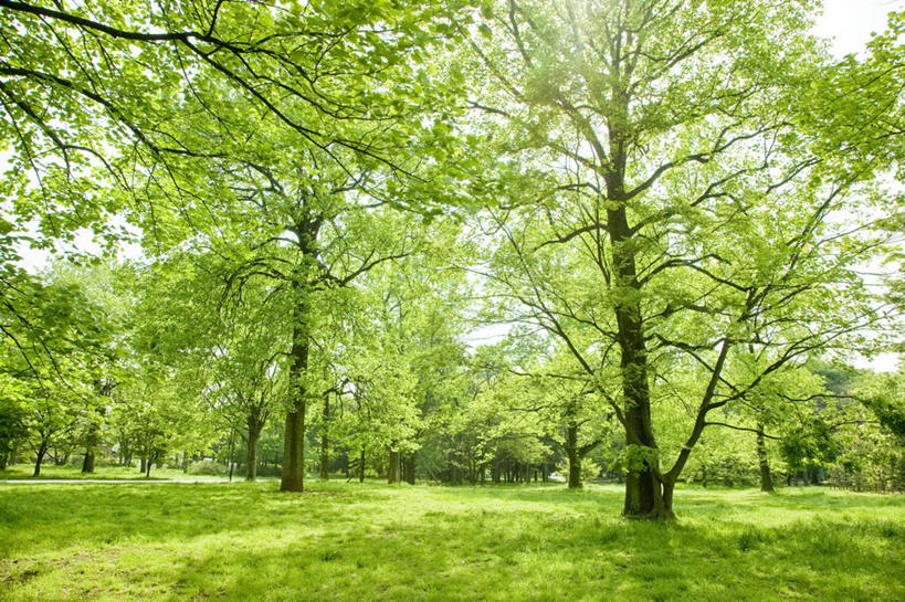 无人,公园,横图,室外,白天,仰视,旅游,度假,草地,草坪,美景,森林,树林,植物,东京,日本,亚洲,阴影,光线,影子,景观,娱乐,草,树,树木,绿色,阳光,自然,享受,休闲,景色,放松,生长,成长,自然风光,东亚,本州,关东地方,本州岛,日本国,东京都,小金井公园,彩图,低角度拍摄