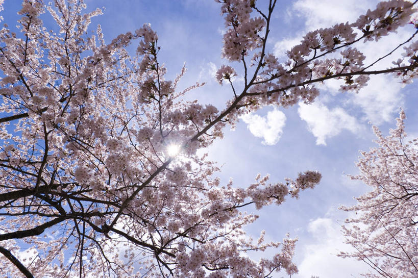 无人,横图,室外,白天,仰视,旅游,度假,美景,植物,樱花,东京,日本,亚洲,许多,阴影,盛开,光线,影子,景观,云,云朵,云彩,娱乐,花,花瓣,花朵,花卉,鲜花,树,树木,粉色,蓝色,绿色,白云,蓝天,天空,阳光,自然,天,花蕊,享受,休闲,景色,放松,生长,成长,自然风光,东亚,本州,关东地方,本州岛,日本国,东京都,仙樱花,福岛樱,青肤樱,荆桃,彩图,低角度拍摄