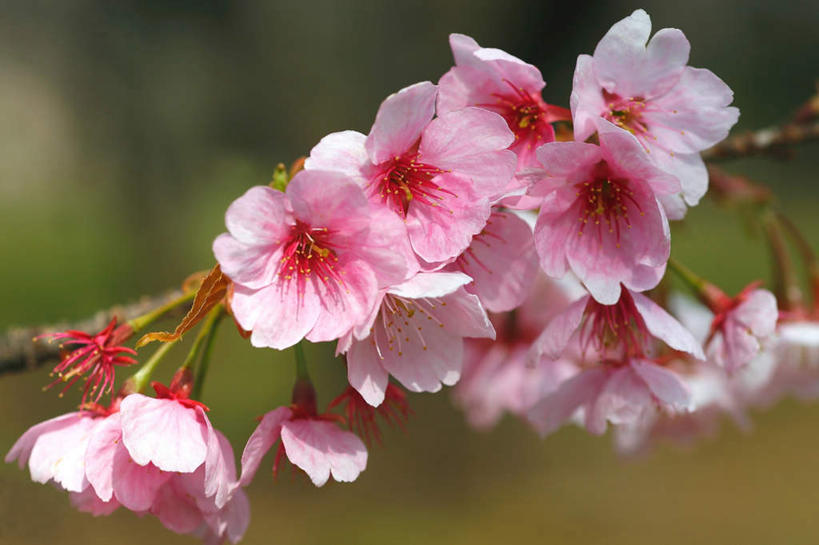 无人,横图,室外,特写,白天,正面,旅游,度假,美景,植物,樱花,朦胧,模糊,盛开,景观,花蕾,樱桃树,娱乐,花,花瓣,花朵,鲜花,树,树木,粉色,绿色,自然,花苞,花蕊,享受,休闲,景色,放松,生长,成长,自然风光,仙樱花,福岛樱,青肤樱,荆桃,彩图