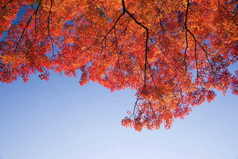 无人,横图,室外,白天,仰视,旅游,度假,美景,植物,樱花,许多,阴影,盛开,光线,影子,景观,花蕾,娱乐,花,花瓣,花朵,鲜花,树,树木,红色,蓝色,绿色,蓝天,天空,阳光,自然,天,花苞,花蕊,享受,休闲,景色,放松,生长,成长,自然风光,仙樱花,福岛樱,青肤樱,荆桃,彩图,低角度拍摄