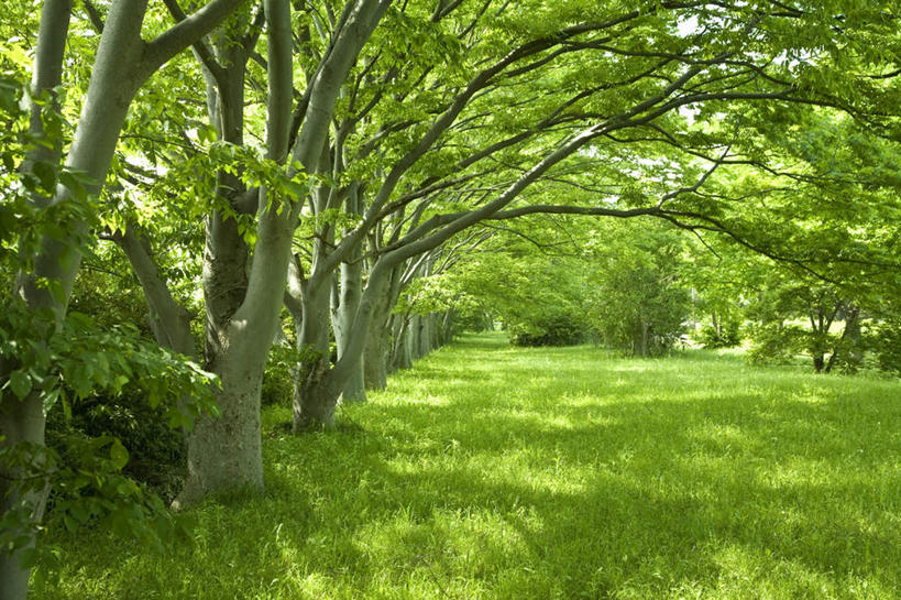 无人,横图,室外,白天,正面,旅游,度假,草地,草坪,美景,植物,一排,阴影,整齐,光线,影子,景观,娱乐,草,树,树木,排列,蓝色,绿色,蓝天,天空,阳光,自然,天,享受,休闲,景色,放松,生长,成长,队列,自然风光,彩图