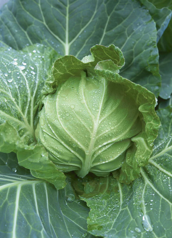 无人,农田,竖图,俯视,室外,特写,白天,旅游,度假,庄稼,农作物,蔬菜,椰菜,卷心菜,叶子,阴影,新鲜,光线,影子,食品,绿叶,娱乐,食物,一个,绿色,阳光,享受,休闲,嫩叶,放松,有机食品,绿色食品,单个,叶,叶片,结球甘蓝,甘兰,包心菜,彩图,高角度拍摄,耕地,庄稼田