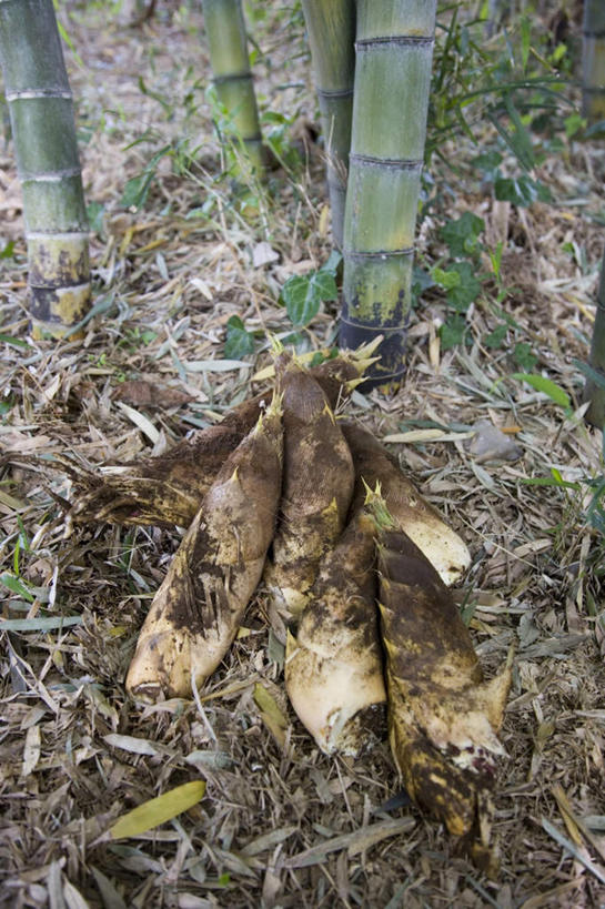 无人,竖图,俯视,室外,白天,旅游,度假,草地,草坪,美景,森林,树林,植物,日本,亚洲,阴影,光线,影子,柱子,景观,竹林,千叶县,娱乐,草,树,树木,绿色,阳光,自然,享受,休闲,景色,放松,生长,成长,自然风光,东亚,本州,关东地方,本州岛,日本国,千叶,彩图,高角度拍摄