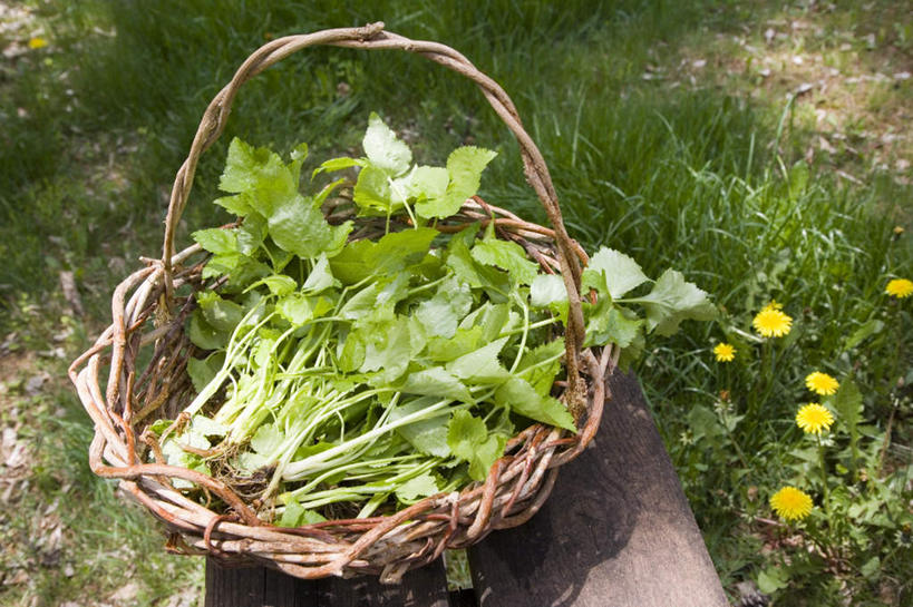 无人,农田,横图,俯视,室外,白天,旅游,度假,庄稼,农作物,草地,草坪,植物,芹菜,蔬菜,叶子,阴影,新鲜,光线,篮子,影子,食品,绿叶,娱乐,草,食物,一个,绿色,阳光,享受,休闲,嫩叶,放松,有机食品,绿色食品,荷兰芹,欧芹,香芹,单个,法香,巴西利,洋香菜,洋芫荽,法国香菜,旱芹菜,番荽,叶,叶片,彩图,高角度拍摄,耕地,庄稼田