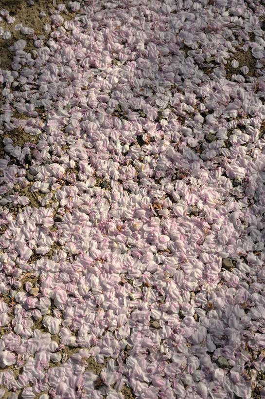 无人,竖图,俯视,室外,白天,旅游,度假,美景,樱花,一堆,许多,阴影,堆叠,堆积,盛开,光线,影子,景观,花蕾,娱乐,花,花瓣,花朵,鲜花,粉色,阳光,自然,花苞,花蕊,享受,休闲,景色,堆,自然风光,仙樱花,福岛樱,青肤樱,荆桃,彩图,高角度拍摄