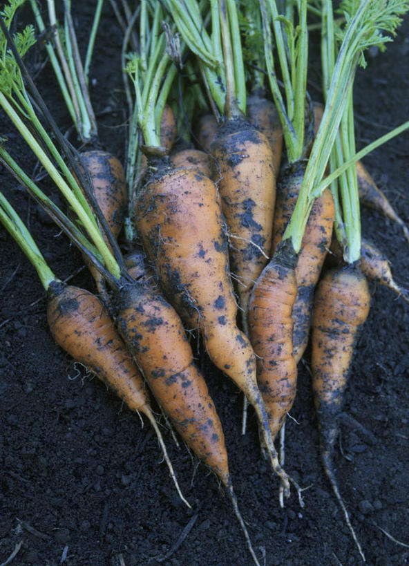 无人,农田,竖图,俯视,室外,白天,庄稼,农作物,萝卜,胡萝卜,蔬菜,叶子,一堆,阴影,堆叠,堆积,新鲜,光线,影子,食品,绿叶,食物,阳光,嫩叶,有机食品,绿色食品,堆,叶,叶片,红萝卜,甘荀,彩图,高角度拍摄,耕地,庄稼田