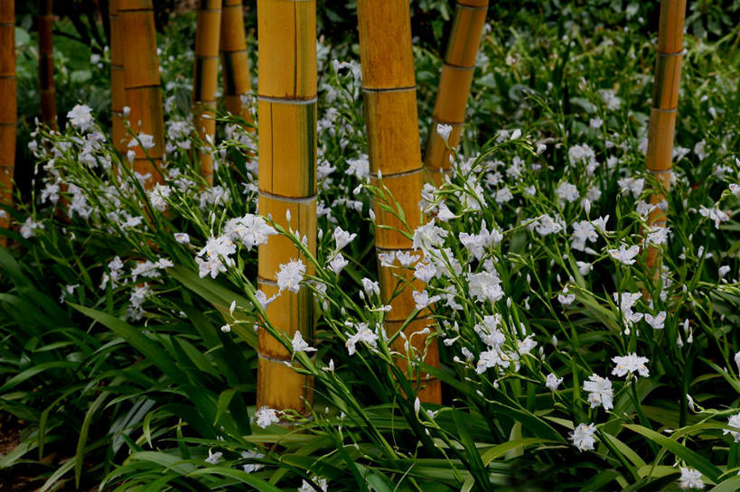 无人,横图,室内,白天,正面,旅游,度假,草地,草坪,美景,森林,树林,植物,竹子,叶子,东京,日本,亚洲,阴影,盛开,光线,影子,景观,竹林,绿叶,花蕾,娱乐,草,花,花瓣,花朵,鲜花,树,树木,绿色,白色,阳光,自然,花苞,花蕊,享受,休闲,嫩叶,景色,放松,生长,成长,鸢尾,自然风光,东亚,本州,关东地方,本州岛,日本国,东京都,叶,叶片,彩图