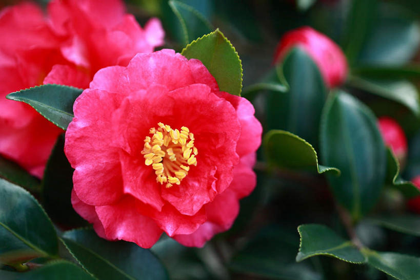 无人,横图,俯视,室外,特写,白天,旅游,度假,美景,山茶花,叶子,东京,日本,亚洲,阴影,朦胧,模糊,盛开,光线,影子,景观,绿叶,花蕾,娱乐,花,花瓣,花朵,鲜花,粉色,阳光,自然,花苞,花蕊,享受,休闲,嫩叶,景色,放松,自然风光,东亚,本州,关东地方,本州岛,日本国,东京都,玉茗花,耐冬,海石榴,茶花,叶,叶片,彩图,高角度拍摄