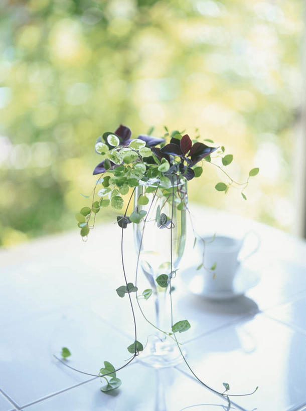 无人,竖图,俯视,室外,白天,旅游,度假,草地,草坪,植物,餐桌,桌子,杯子,餐具,叶子,阴影,朦胧,模糊,盛开,光线,瓷器,碟子,高脚杯,盘,影子,绿叶,咖啡杯,陶瓷制品,花蕾,娱乐,玻璃制品,草,花,花瓣,花朵,鲜花,一个,绿色,紫色,阳光,盘子,酒杯,碟,花苞,花蕊,享受,休闲,嫩叶,放松,单个,餐台,瓷杯,香槟杯,叶,叶片,玻璃杯,彩图,高角度拍摄