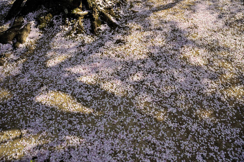 无人,横图,俯视,室外,白天,旅游,度假,草地,草坪,美景,植物,樱花,日本,亚洲,一堆,堆叠,堆积,盛开,景观,花蕾,娱乐,草,花,花瓣,花朵,鲜花,树,树木,粉色,绿色,自然,花苞,花蕊,享受,休闲,景色,放松,大阪,生长,成长,堆,自然风光,东亚,本州,大阪府,本州岛,日本国,近畿地方,近畿,仙樱花,福岛樱,青肤樱,荆桃,彩图,高角度拍摄