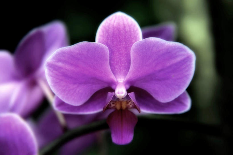 无人,横图,俯视,室外,特写,白天,旅游,度假,幸福,纯洁,美景,蝴蝶兰,日本,亚洲,许多,阴影,朦胧,模糊,盛开,光线,影子,景观,美丽,花蕾,娱乐,花,花瓣,花朵,鲜花,紫色,阳光,自然,花苞,花蕊,享受,休闲,景色,放松,大阪,高雅,自然风光,东亚,本州,大阪府,本州岛,日本国,近畿地方,近畿,初恋,蝶兰,兰中皇后,淡泊,花中君子,兰花,彩图,高角度拍摄