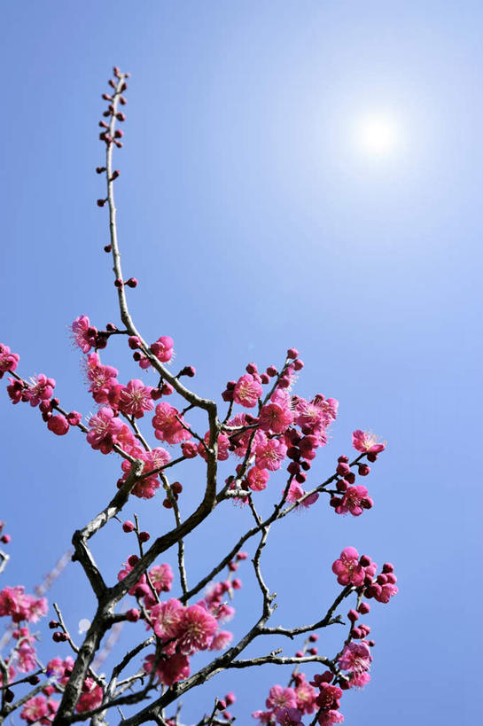 无人,竖图,室外,白天,仰视,旅游,度假,美景,日本,亚洲,许多,阴影,盛开,光线,影子,景观,梅花,花蕾,娱乐,花,花瓣,花朵,鲜花,红色,蓝色,蓝天,天空,阳光,自然,天,花苞,花蕊,享受,休闲,景色,放松,大阪,晴朗,自然风光,东亚,本州,万里无云,大阪府,本州岛,日本国,近畿地方,近畿,晴空,晴空万里,彩图,低角度拍摄