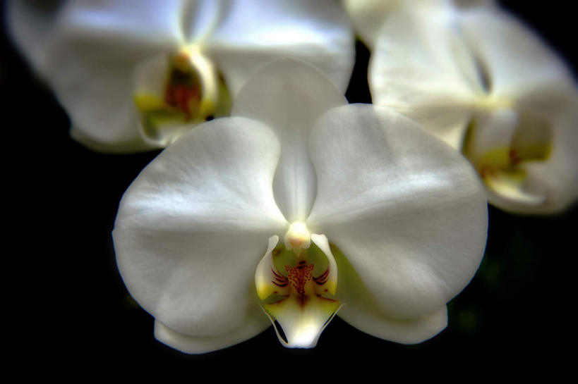 无人,横图,俯视,室外,特写,白天,幸福,纯洁,美景,蝴蝶兰,日本,亚洲,三朵,阴影,朦胧,模糊,盛开,光线,影子,景观,美丽,花蕾,花,花瓣,花朵,鲜花,白色,阳光,自然,花苞,花蕊,景色,大阪,高雅,自然风光,东亚,本州,大阪府,本州岛,日本国,近畿地方,近畿,初恋,蝶兰,兰中皇后,淡泊,花中君子,兰花,彩图,高角度拍摄