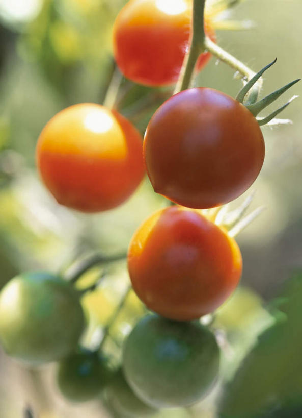 无人,农田,竖图,俯视,室外,特写,白天,旅游,度假,庄稼,农作物,美景,蔬菜,西红柿,叶子,许多,悬挂,阴影,朦胧,模糊,新鲜,光线,影子,景观,食品,绿叶,娱乐,食物,红色,绿色,阳光,自然,享受,休闲,球体,嫩叶,景色,放松,有机食品,绿色食品,自然风光,叶,叶片,樱桃番茄,圣女果,番茄,彩图,高角度拍摄,耕地,庄稼田