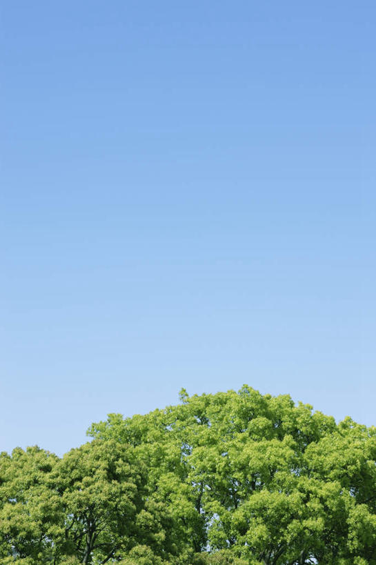 无人,竖图,室外,白天,仰视,旅游,度假,美景,植物,东京,日本,亚洲,阴影,光线,影子,景观,娱乐,树,树木,蓝色,绿色,蓝天,天空,阳光,自然,天,享受,休闲,景色,放松,千代田区,生长,晴朗,成长,自然风光,东亚,本州,万里无云,关东地方,本州岛,日本国,东京都,晴空,晴空万里,彩图,低角度拍摄