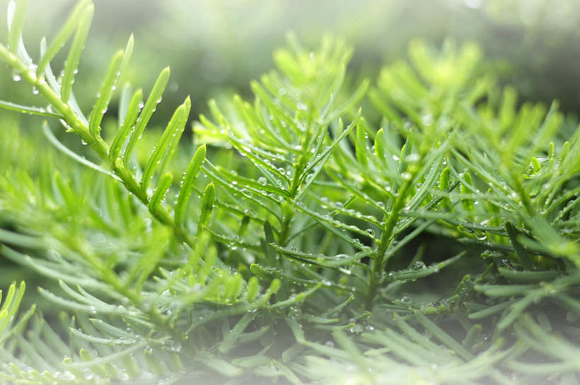 无人,横图,俯视,室外,特写,白天,旅游,度假,美景,植物,叶子,阴影,朦胧,模糊,光线,纹理,影子,景观,绿叶,娱乐,绿色,阳光,自然,享受,休闲,嫩叶,景色,放松,自然风光,肌理,叶,叶片,叶脉,彩图,高角度拍摄