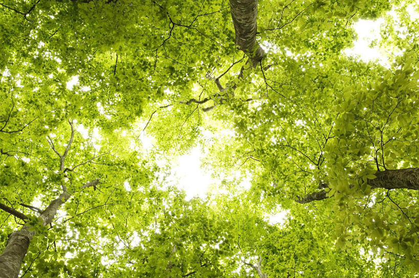 无人,横图,室外,白天,仰视,旅游,度假,美景,植物,叶子,长野县,日本,亚洲,阴影,光线,影子,景观,云,云朵,绿叶,云彩,娱乐,树,树木,蓝色,绿色,白云,蓝天,天空,阳光,自然,天,享受,休闲,嫩叶,景色,放松,遮,遮掩,生长,成长,掩盖,遮挡,自然风光,东亚,遮盖,本州,本州岛,日本国,中部地方,长野,掩饰,叶,叶片,彩图,低角度拍摄