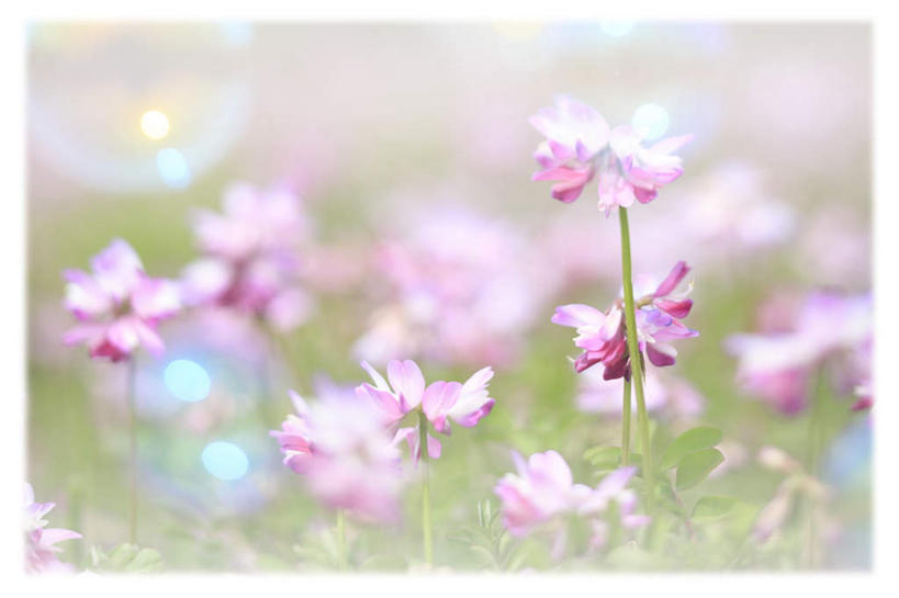 无人,横图,室内,白天,正面,旅游,度假,数码,科技,草地,草坪,美景,植物,日本,亚洲,许多,阴影,朦胧,模糊,盛开,光线,网络,影子,景观,高光,几何,计算机图形,合成,花蕾,娱乐,草,花,花瓣,花朵,鲜花,粉色,绿色,阳光,自然,花苞,花蕊,享受,休闲,景色,放松,电脑合成图,数码合成图,自然风光,东亚,紫云英,红花草,本州,本州岛,日本国,中部地方,山梨,山梨县,写实,具体,具象,翘摇,彩图