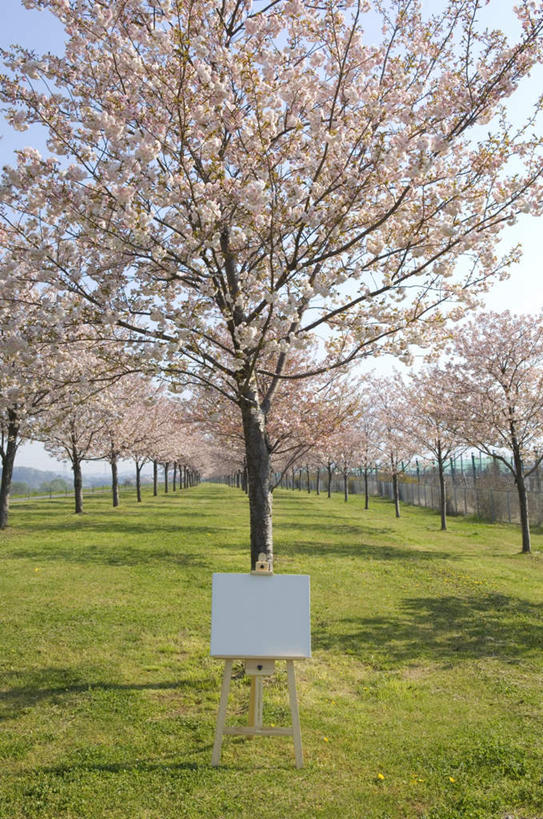 无人,竖图,室外,白天,正面,旅游,度假,草地,草坪,美景,植物,樱花,长野县,日本,亚洲,一块,一张,阴影,盛开,光线,木制,影子,纸,景观,画板,花蕾,娱乐,草,花,花瓣,花朵,鲜花,树,树木,粉色,蓝色,绿色,白色,蓝天,天空,阳光,自然,木制品,天,花苞,花蕊,享受,休闲,景色,放松,生长,成长,自然风光,东亚,本州,本州岛,日本国,中部地方,长野,仙樱花,福岛樱,青肤樱,荆桃,彩图