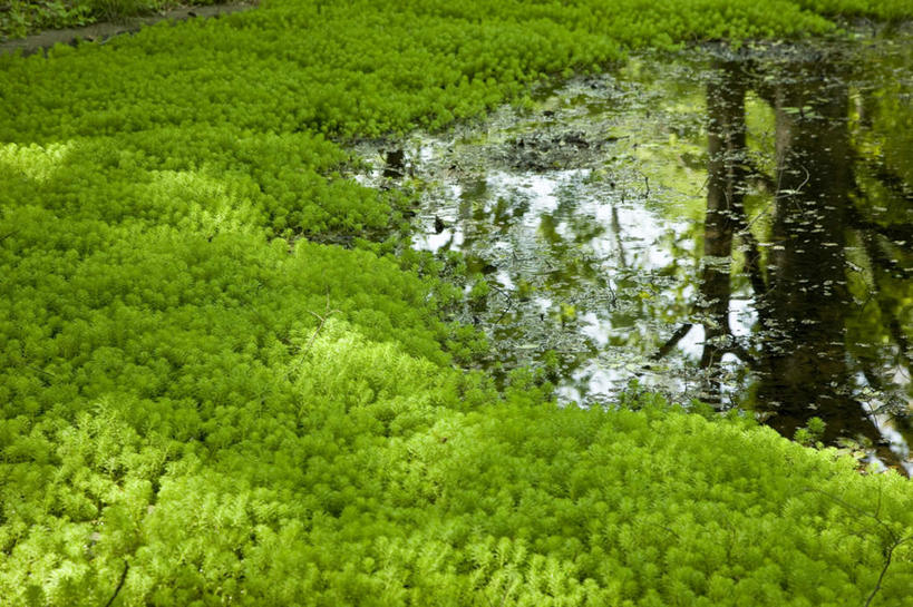 无人,横图,俯视,室外,白天,旅游,度假,草地,草坪,河流,美景,水,植物,东京,日本,亚洲,阴影,光线,影子,河水,景观,水流,娱乐,草,树,树木,绿色,阳光,自然,享受,休闲,景色,放松,生长,成长,沼泽,自然风光,东亚,本州,关东地方,本州岛,日本国,东京都,彩图,高角度拍摄